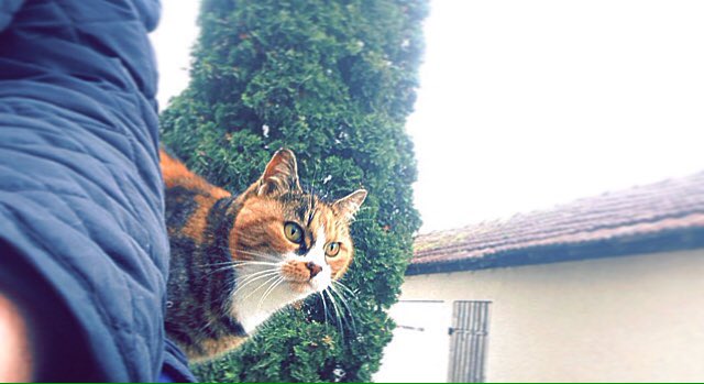 #cat #cute #green #eyes