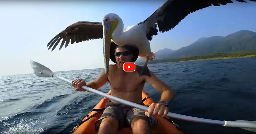 This Man Befriended A Pelican, It's What He Taught It That's Incredible - bit.ly/1IpkrdM