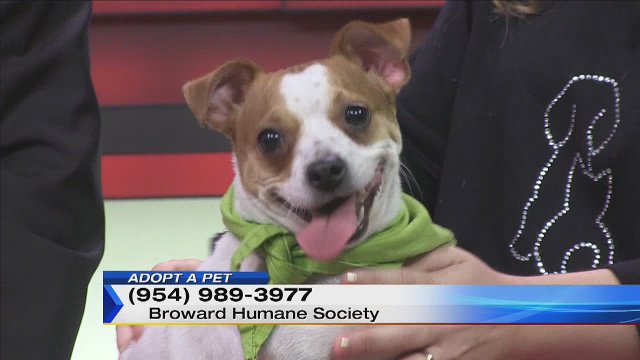 Adopt a Put: Meet Moni! bit.ly/1PIRul2?utm_me… https://t.co/X8GSLKTznH