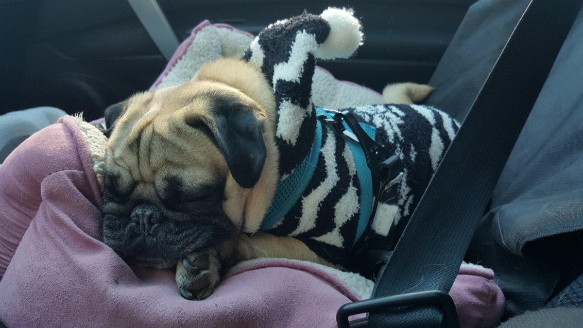 thor_pug's tweet photo. Had so much fun at @RVAPugMeetup today! Passed out in the car on the way home 🐶🐾💤💤💤 https://t.co/6fMy1lhzs3