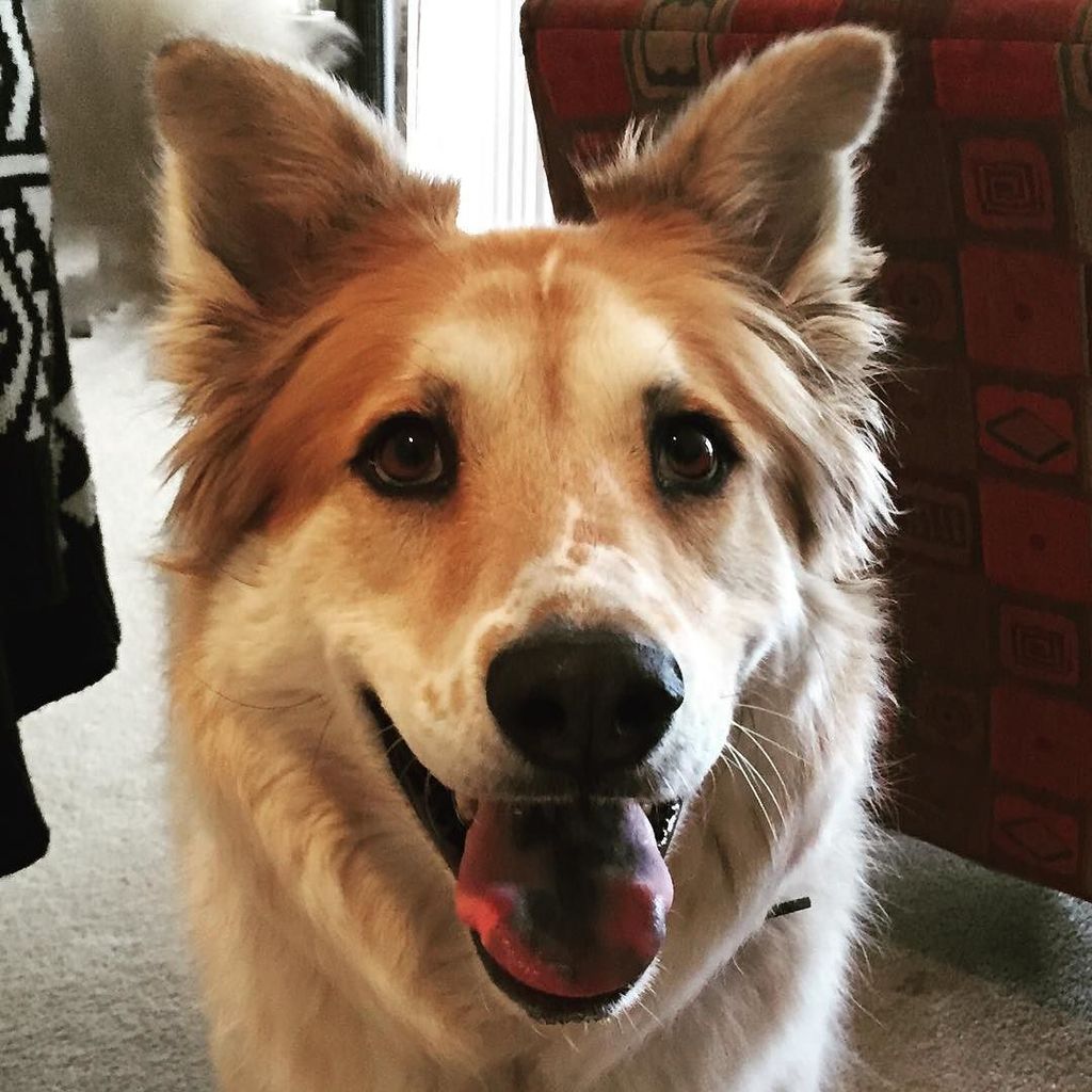 DecadentDogSD's tweet photo. "Hi, my name is Trip and I'm a Decadent Dog!" #smile #smiles #sandiego #lajolla #dogwalker… https://t.co/aAtYCOqrLM https://t.co/XEuQmrezrZ