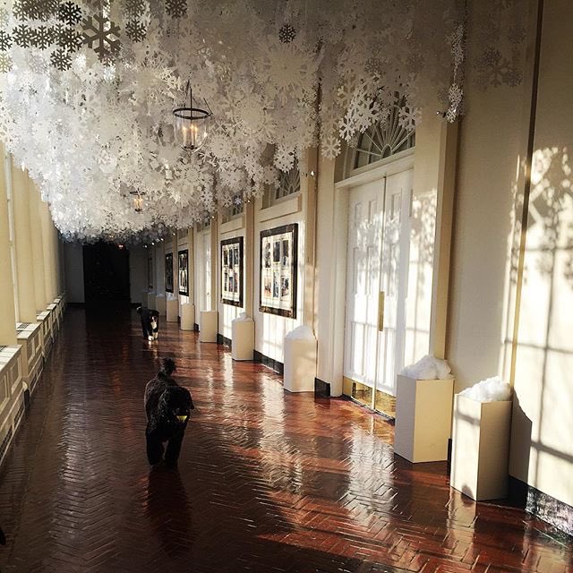 Yatzer's tweet image. #regram by Kenzi Wilbur #WhiteHouse #BoandSunny  #Christmas2015 #decorations instagram.com/p/-7XhhZsbLU/
