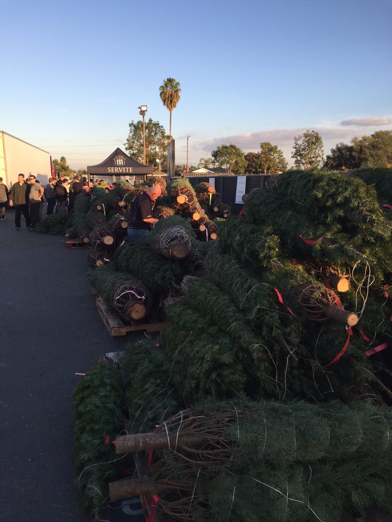 TrinityCorpSHS's tweet photo. All of our Christmas trees found a new home yesterday 🎄🎄 #TrinityCorp #Brothershelpingbrothers https://t.co/PoDdrHhLHL