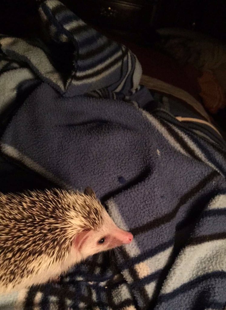HedgeEhHogs's tweet photo. I have a pet hedgehog. This makes me important. 😎😎 https://t.co/V51s82WqAw