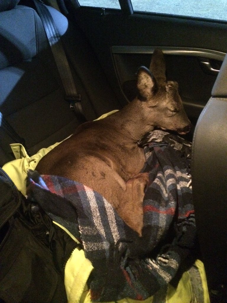 tvprp's tweet photo. Young deer hit by a vehicle near Kidlington. Put to sleep by vet. Pls all drivers be wildlife aware. #P0185 https://t.co/Zh5hKYL5D1