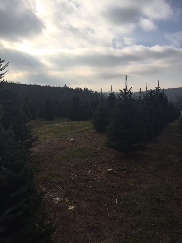 rpearsall_'s tweet photo. Christmas Trees🎄🎄 @Denmar_Farms https://t.co/5JEaCg13Iq