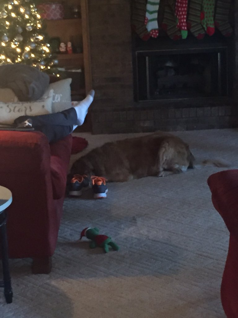 toribell_'s tweet photo. it was a great couple of hours till the ball went under the couch https://t.co/MiHY0jzEQA