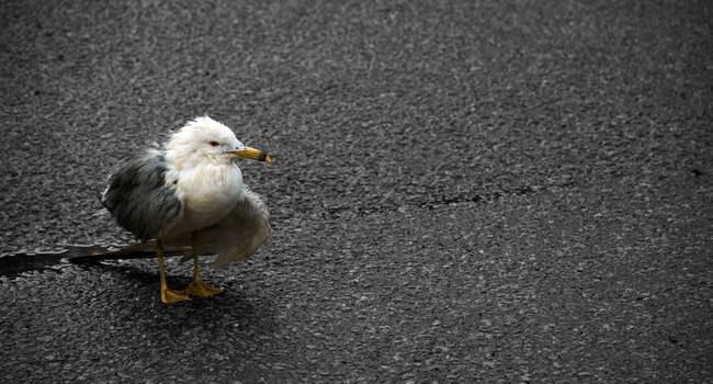 DublinSeagulls's tweet photo. Desmond can go fuck himself. #StormDesmond https://t.co/TXRanbPG5M