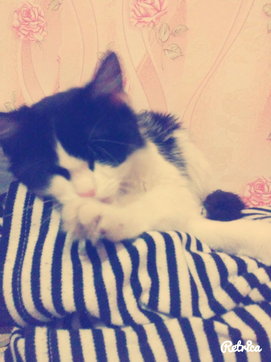 cookie22211 tweet picture