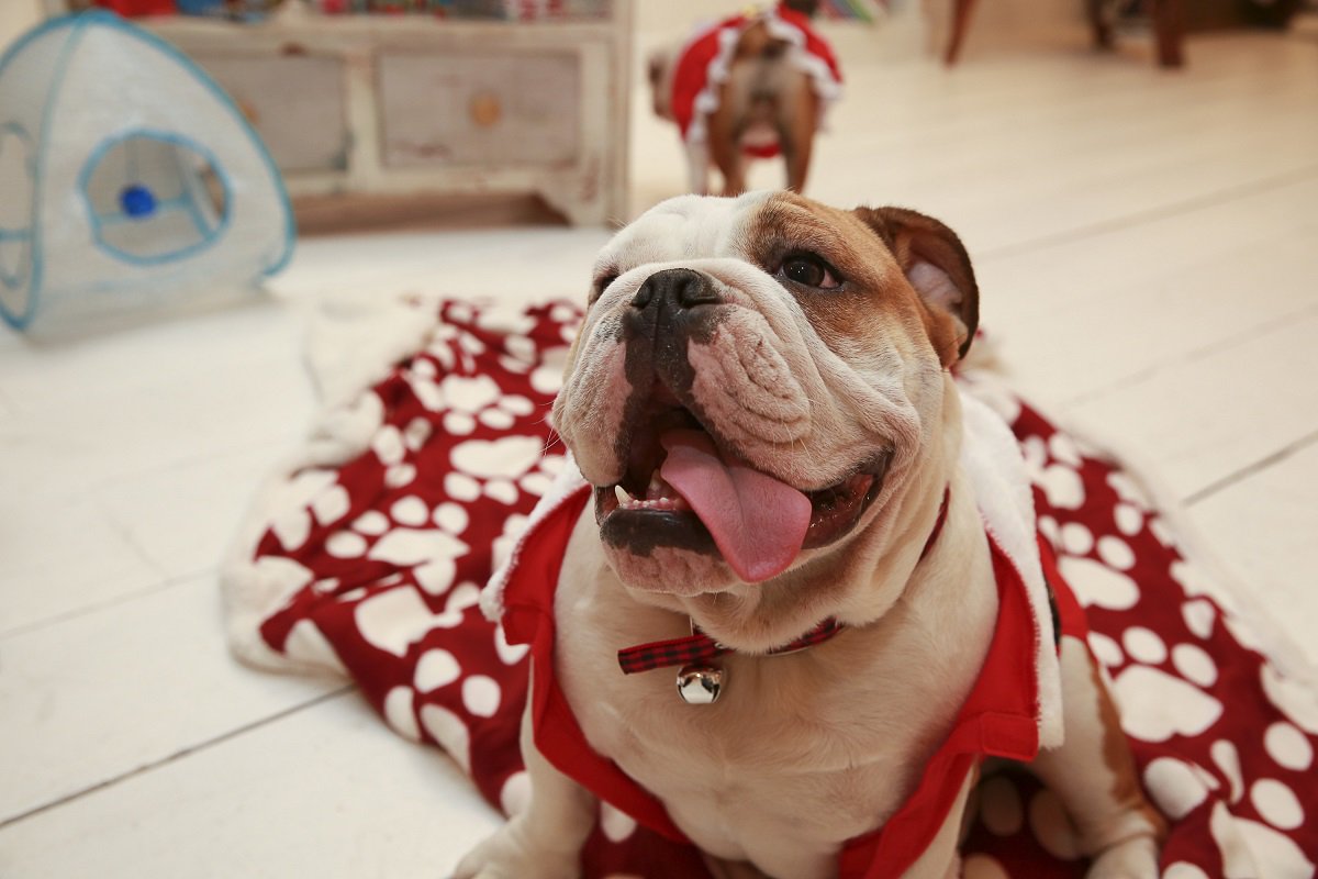 PetSmart's tweet photo. Bentley loves his Luv-A-Pet blanket! 10% of the cost goes to his shelter pet buds #Pawlidays https://t.co/qeoEANEe0w https://t.co/fQRxyYrw2k