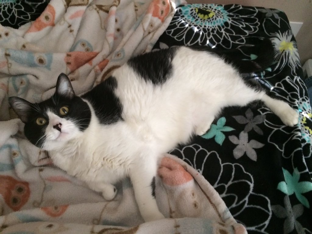 pynamus's tweet photo. This is my fat sister Button...She's mean, dumb &amp; eats all the food, but having a sister has its upside #smartsister https://t.co/wRBZEii8ou