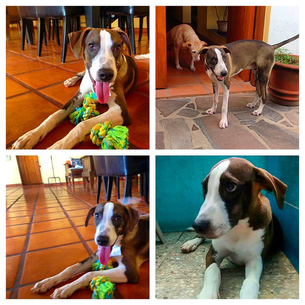 Meet super handsome adoptable Thor! ❤️🐶
