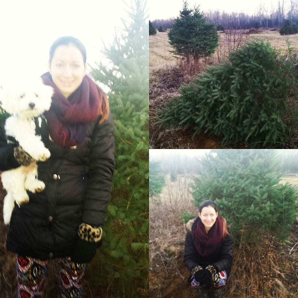 A_I_M_fitness's tweet photo. It's tree cutting time :) #christmas #christmastree #theperfecttree #bichonpoo #goodfun #s… https://t.co/XWfEHKont9 https://t.co/lLvS8AlU4r