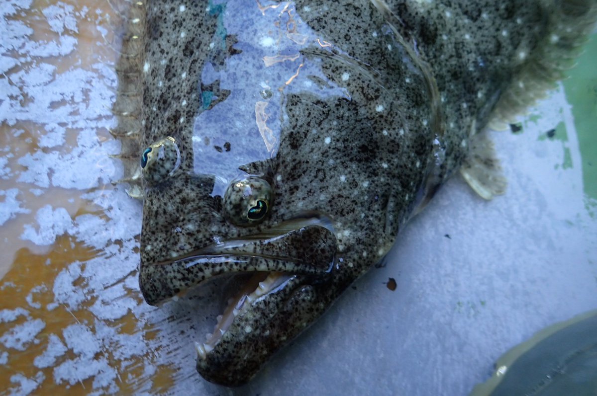 tm99fish's tweet image. 昨日の釣果はヒラメ50㎝超2㎏を筆頭に５枚 満足🍴🈵😆