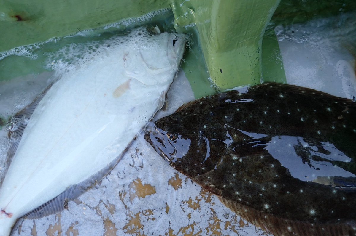 tm99fish's tweet image. 昨日の釣果はヒラメ50㎝超2㎏を筆頭に５枚 満足🍴🈵😆