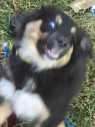 Embedded image permalink