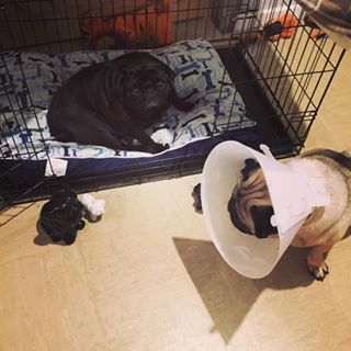 Joy_PhotoCam's tweet photo. #pugaddiction #pugsofinstagram #puglove #pug #likeforlikes https://t.co/WcbzT0GOTz https://t.co/Wzr7PQq4Wd