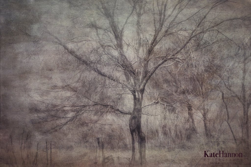 katehannonma's tweet photo. The Tree behind my house. #topazimpression #topaztextureeffects #fineart https://t.co/7IeYgkTKN5