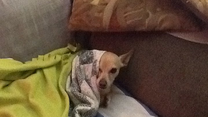 toolbitsbabe's tweet image. #peekaboo puppy