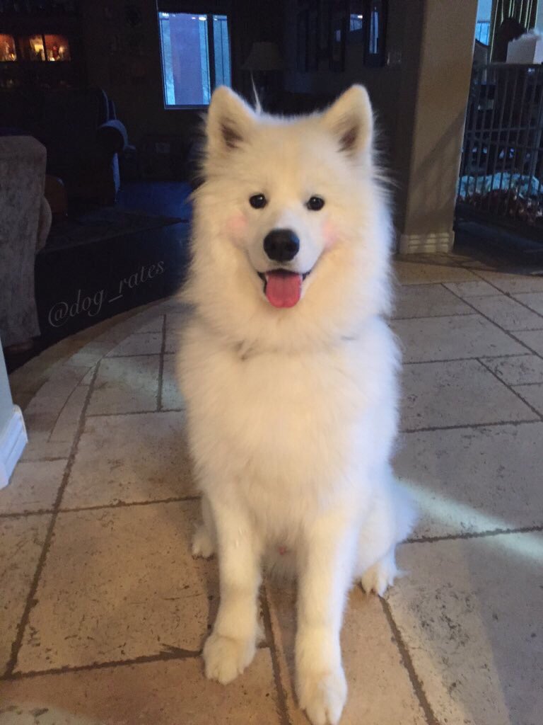 dog_rates's tweet photo. This is Frankie. He's wearing blush. 11/10 really accents the cheek bones https://t.co/iJABMhVidf