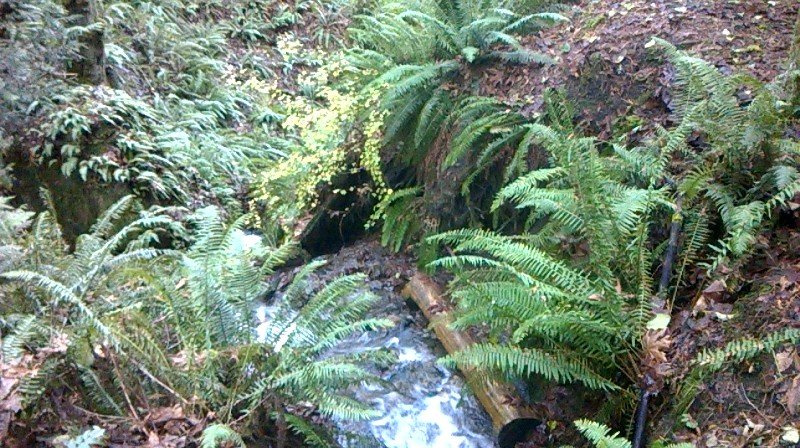bcpgraphic's tweet image. What a day hiking cougar mountain