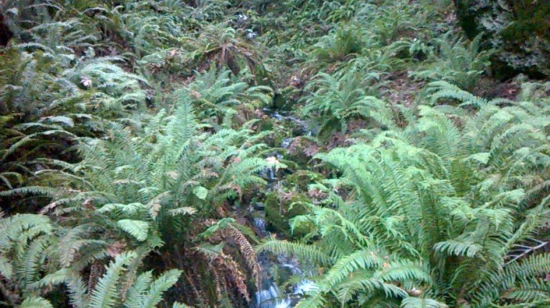 bcpgraphic's tweet image. The art of nature