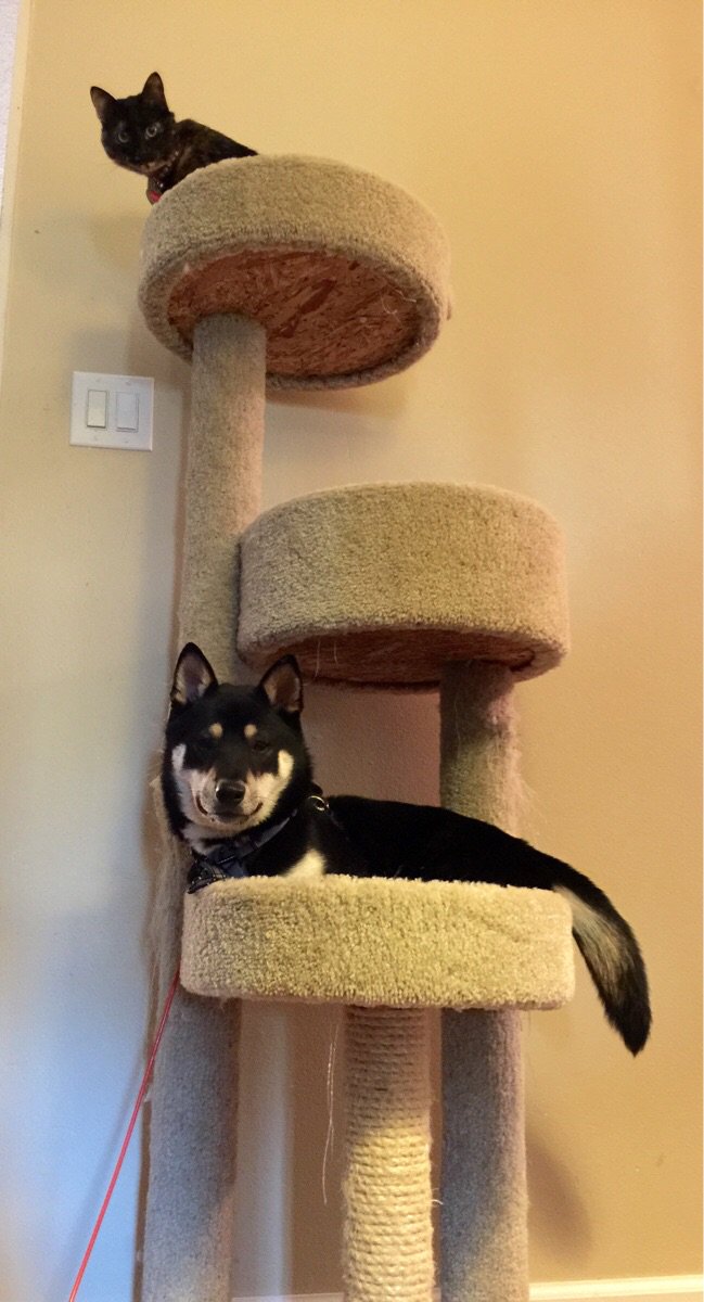 CuteOverloads_'s tweet photo. Cato has forgotten how to dog https://t.co/0pcFqlvcrU