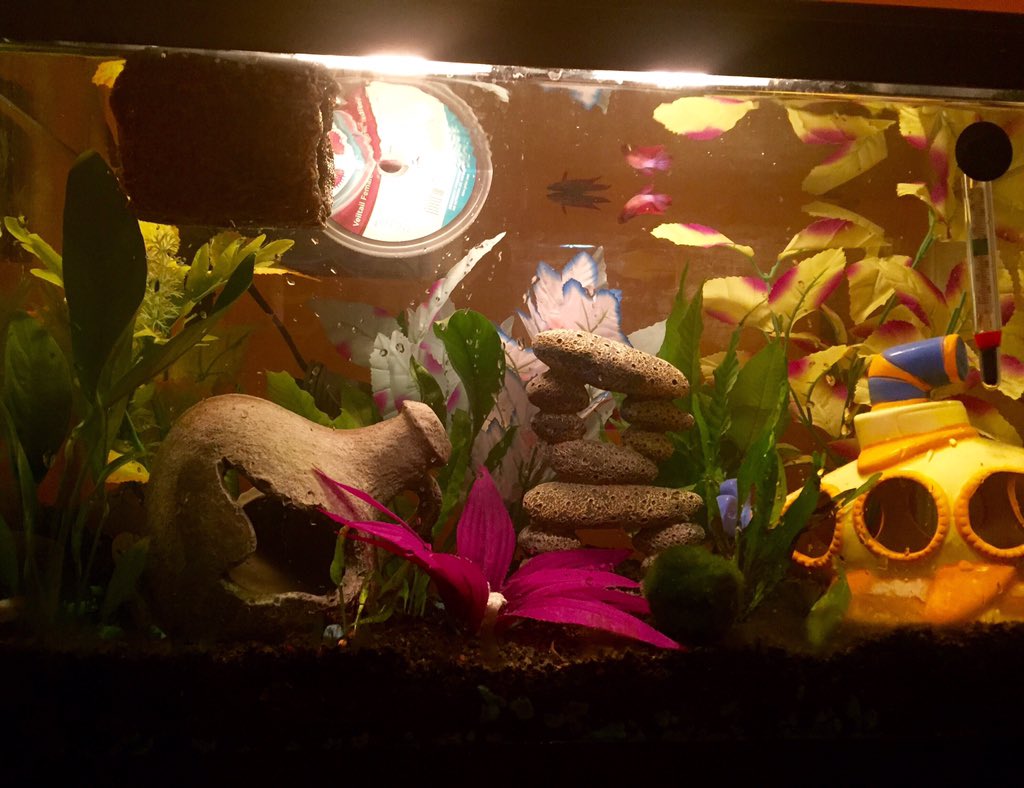 Wow! 10 Cool Fish Tank Decoration Ideas & How To Copy Them - TFCG