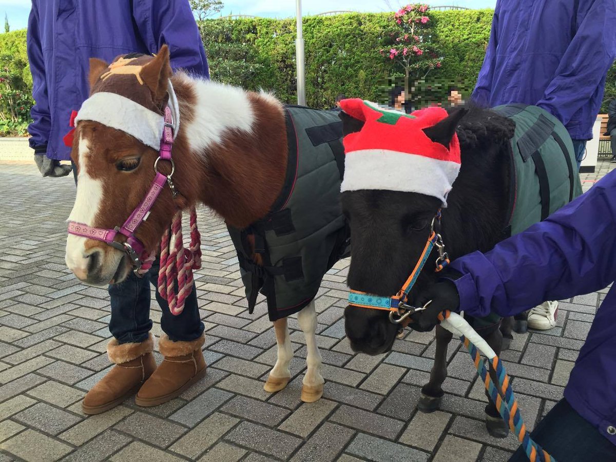 Umabi A Twitter 今日はチャンピオンズカップ 中京競馬場のミニチュアホースのかぶと君とローズちゃんがクリスマス帽子でお出迎え 眠そうだな うまび 中京競馬場 T Co Sqv80anvfo