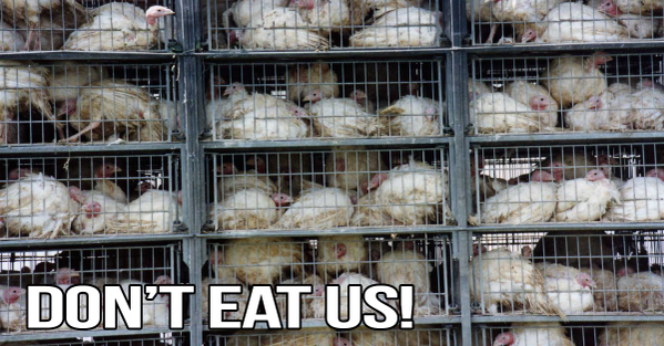 PETAShares's tweet photo. The UN has stated that a worldwide shift toward vegan eating is needed 2 combat the worst effects of #ClimateChange! https://t.co/H9rIYCZgyp