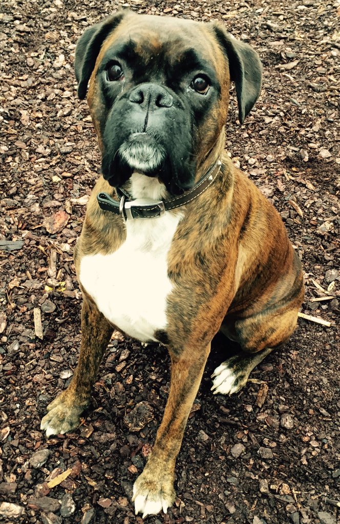 BoxerStanley's tweet image. No one to play with at the park today. Wish my boxer friends were here #boxerwalks #whereareallthedogs