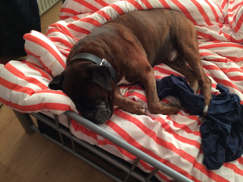 madasabox61's tweet image. I would but a little tired RT @BoxerStanley: No one to play with at the park today. Wish my boxer friends were here