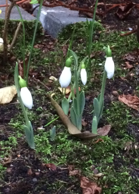 BuienRadarNL's tweet photo. #Winter? Het lijkt wel #lente! In Druten werden zelfs al #sneeuwklokjes gespot. Ook vandaag zeer #zacht. https://t.co/1IBHd9JwuN