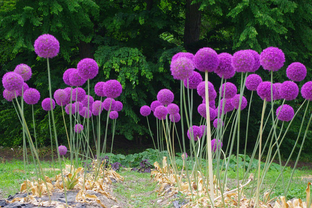 How to Plant and Grow Alliums - mostbeautifulgardens.com/2015/12/06/how…