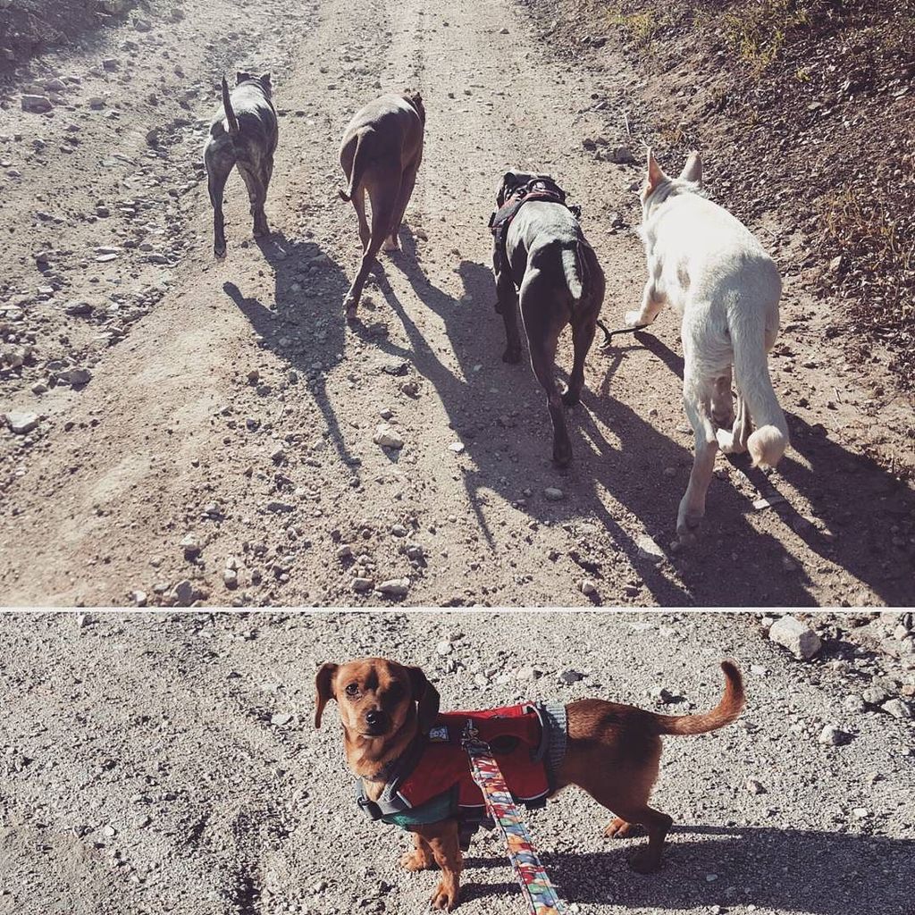 hikingwithfido's tweet image. Which one is different?

Morning hike to Marshall Peak...and #PeppieLePipsqueak came too! I love #pibblebutts! #pit…