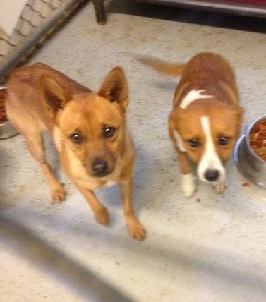Cookie (on right)  & Chip (on left). Both need rescue/adopter. #duplinac #smalldoglove #ilm buff.ly/1HNSv8L