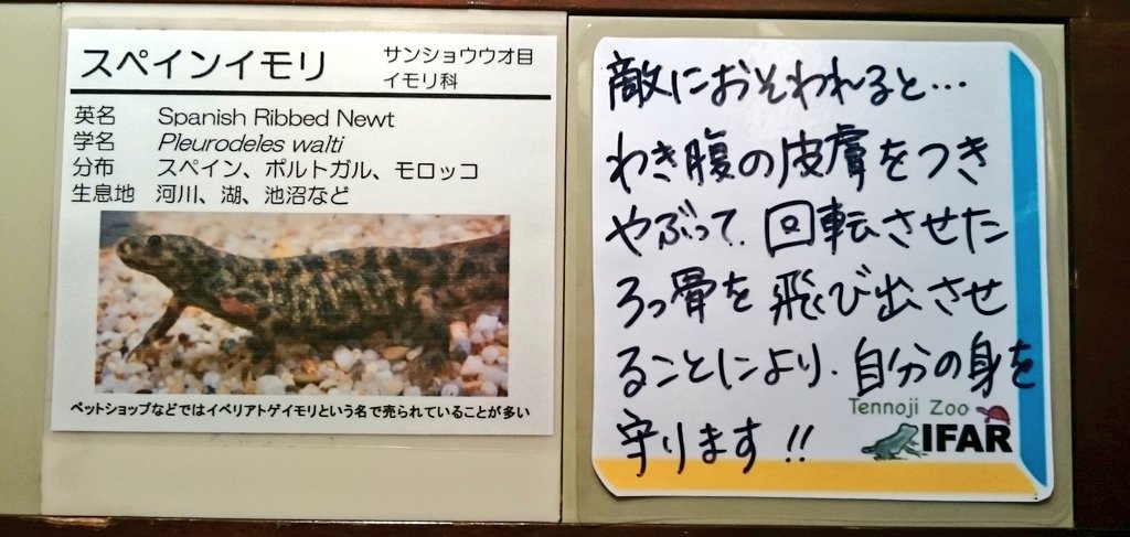 تويتر しろっぷ ฎ おペン路さん على تويتر スペインイモリの防御法が凄すぎる 天王寺動物園 スペインイモリ T Co H3jzcnrueo تويتر しろっぷ ฎ おペン路さん على تويتر スペインイモリの防御法が凄すぎる 天王寺動物園 スペインイモリ T Co H3jzcnrueo