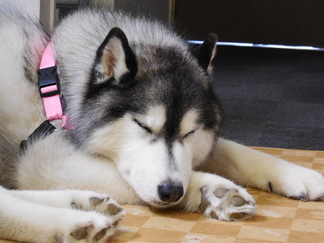 ホテル里杏 V Twitter そうなんだ 犬にも寝違えるって事があるんだって初めて知った 痛くて一番びっくりしてるのは 本人だろう 寒さで筋肉も堅くなるから みんなも気を付けよう 看板犬レオ 犬の寝違え ブログも見てね ペットと泊まるホテル T Co