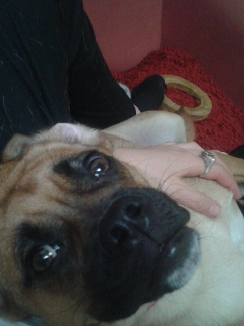 Netflix and chill. #DogLover #dog #SundayFunday