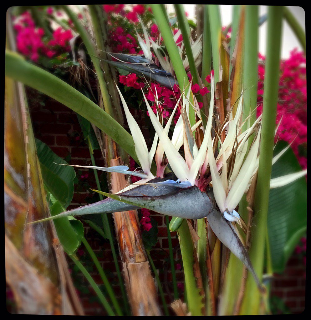 fleurevaslet's tweet photo. Bird of paradise in our garden. #bird of #paradise #nature #flowers #gardening #tropical #art #fleurevaslet #exotic https://t.co/2wFcSfY1jX