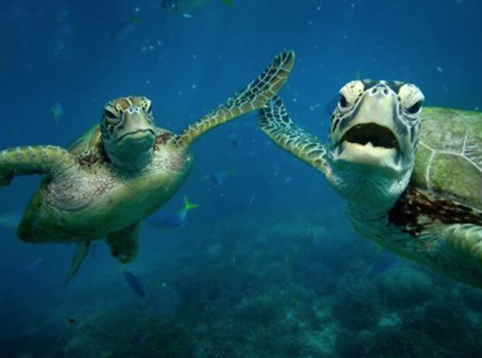 todiveforuk's tweet image. high five for sundays! #todivefor