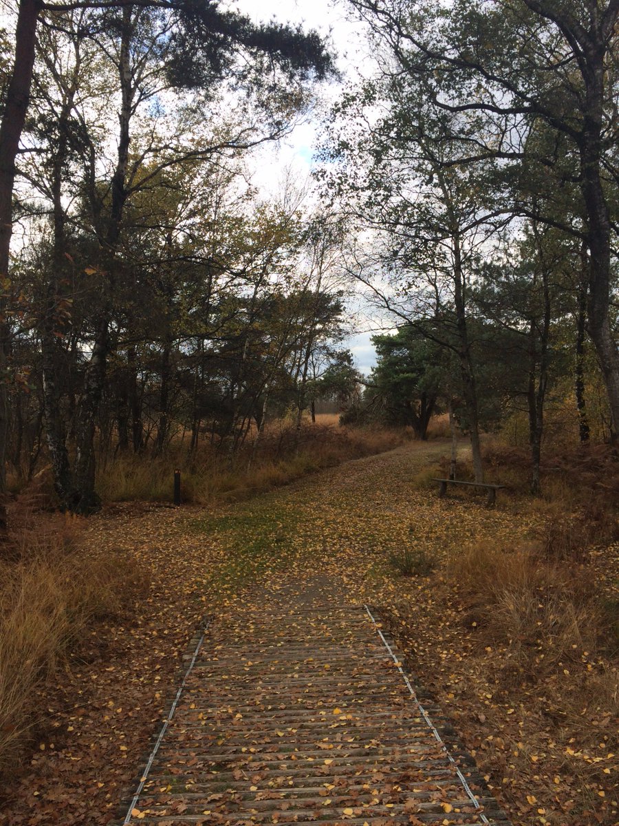 BoxTreeCottage's tweet photo. Het is altijd heerlijk wandelen in Nationaal Park #DeGrootePeel: https://t.co/R7Qlms0DLA https://t.co/1IXXvesKaN