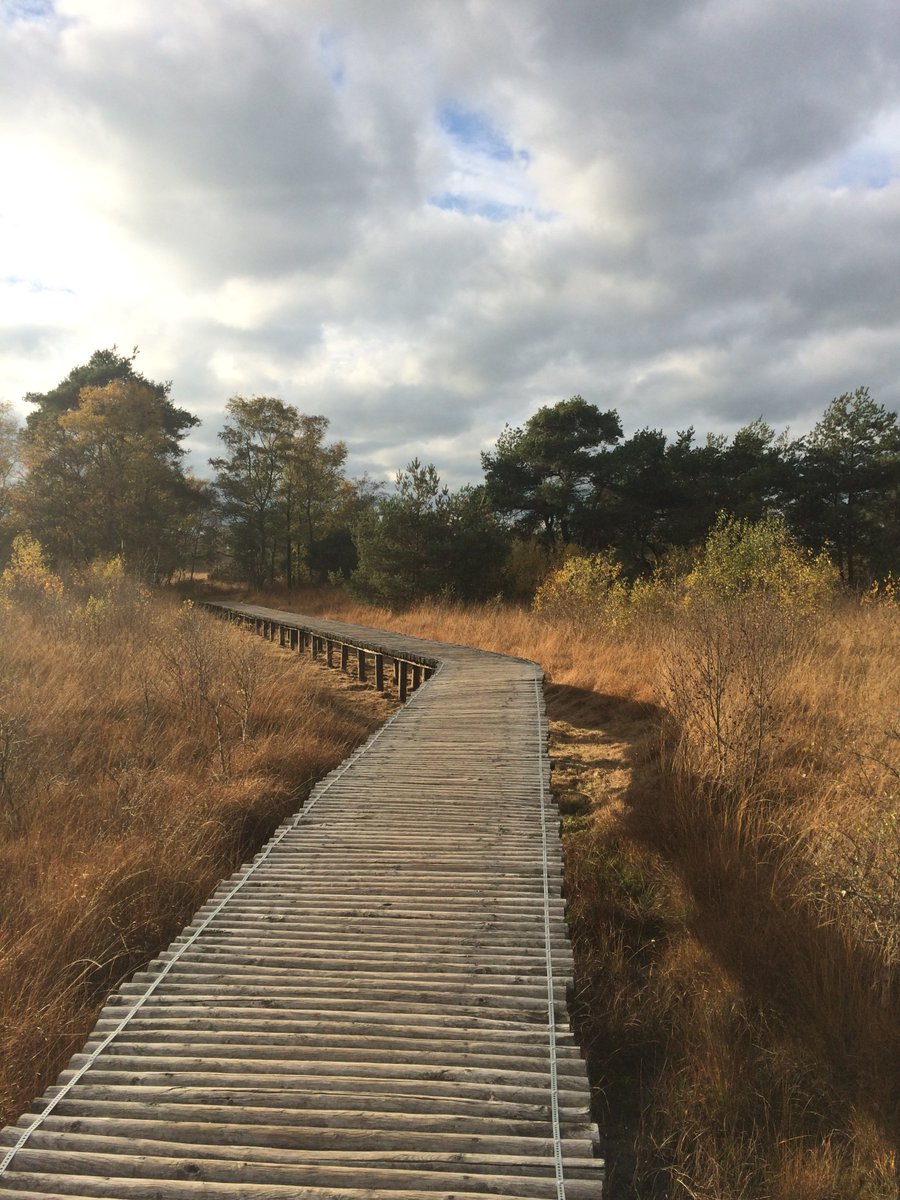 BoxTreeCottage's tweet photo. Het is altijd heerlijk wandelen in Nationaal Park #DeGrootePeel: https://t.co/R7Qlms0DLA https://t.co/1IXXvesKaN