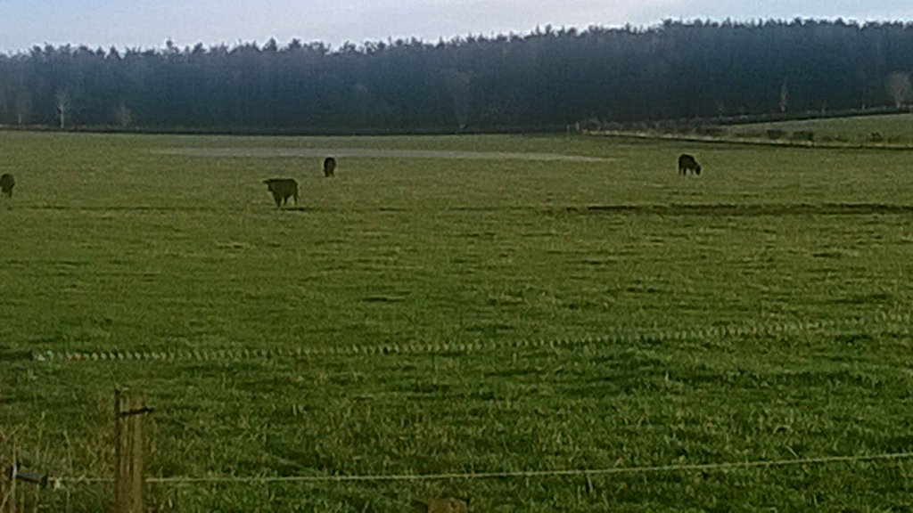 New cattle spa's open too!