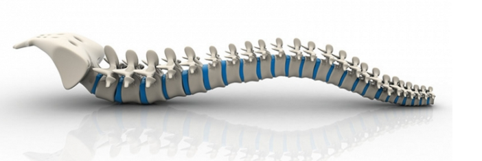 Fisio_Campus's tweet photo. Estructura y funciones de la columna vertebral. https://t.co/BB3cSyAwWu https://t.co/F3V0bl15Kh