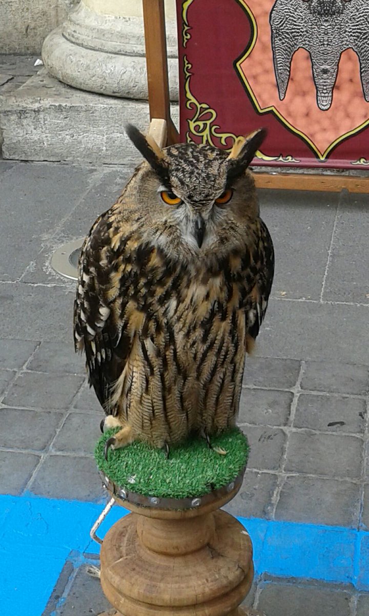 Cicixa's tweet photo. #falconeria #rapaci #rapacinotturni https://t.co/ayhDuvsoQG