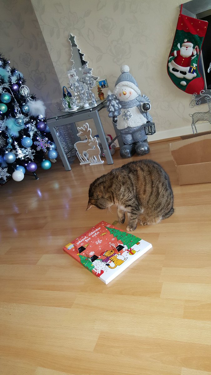 Normsi2's tweet photo. Aw @GaryBarlow ...
💗 #Cooksy 🐾🐾
Here's Cub 💕 opening her
advent calendar 🍫
#GoodGirl(s) 🐕🐈 https://t.co/wWocoaZ5yD
