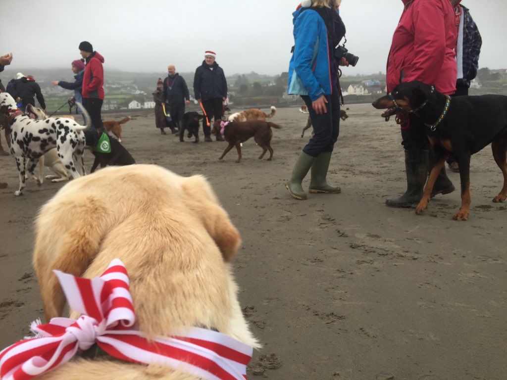 DogFriendlyPemb's tweet photo. Newport Beach with 20+ dogs https://t.co/WKTuIcOKrf