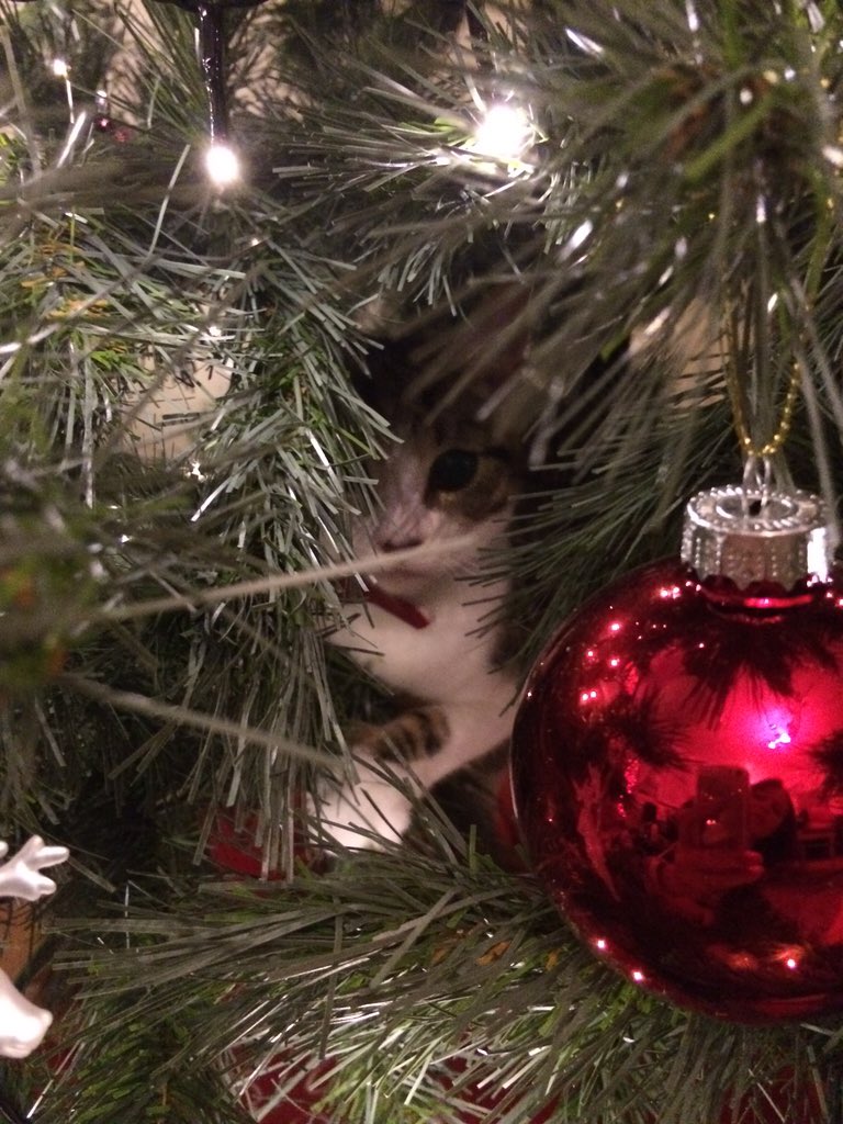 TigerBluebell's tweet photo. Hide and seek #Peekaboo #MerryChristmas #catboxsunday https://t.co/R1gYMsE5HJ
