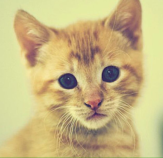 if you are a cat in front of your door , you open or not?😿#lostcat #cat #chat